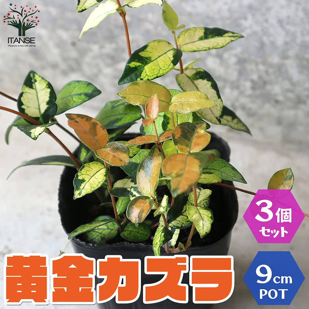 Amazon.co.jp: 黄金カズラ(五色カズラ)3号ポット苗 3個セット【品種で